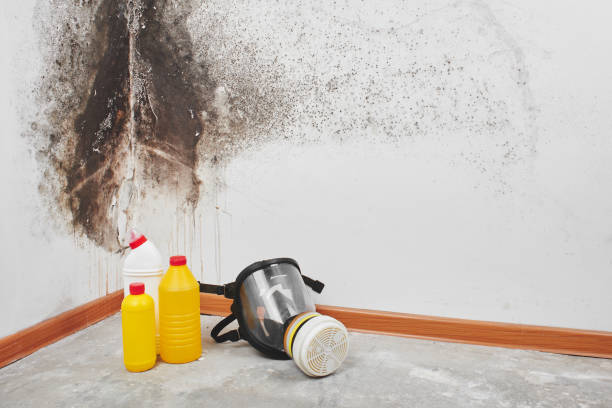 Best Post-Flood Mold Remediation in Forreston, IL