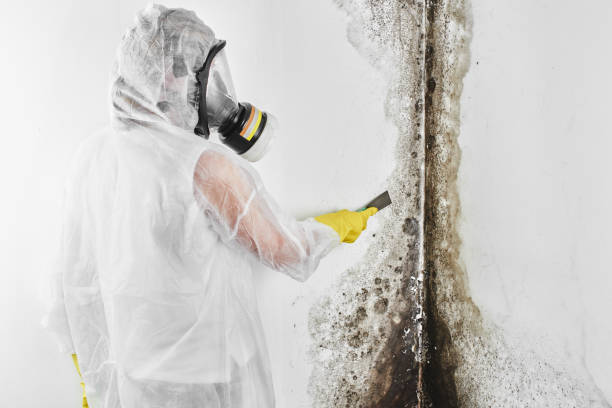Best Residential Mold Remediation in Forreston, IL