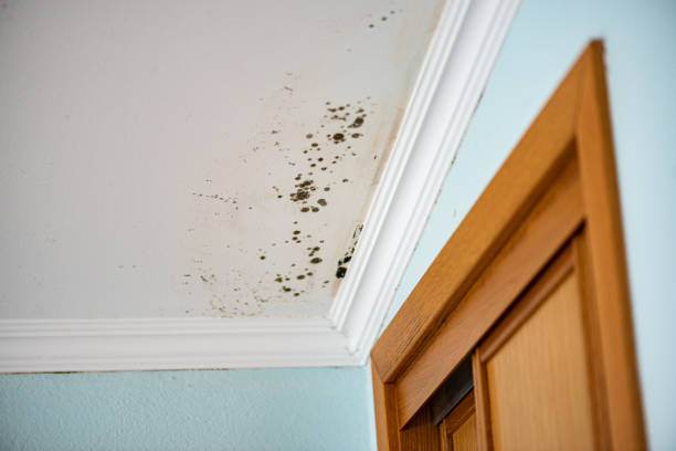 Reliable Forreston, IL Mold Remediation Solutions