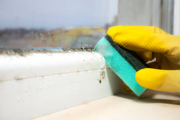 Best Industrial Mold Remediation in Forreston, IL