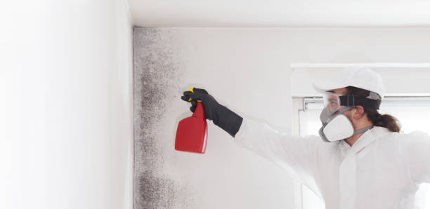 Best Preventive Mold Services in Forreston, IL