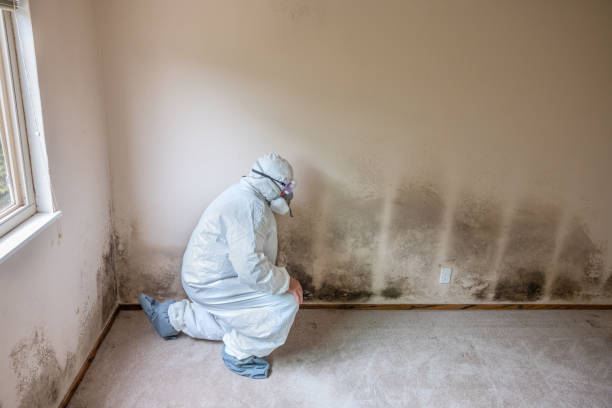 Best Mold Remediation for Schools in Forreston, IL