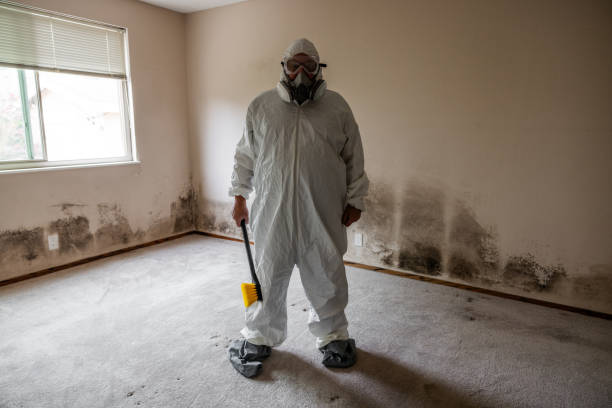 Best Kitchen Mold Remediation in Forreston, IL
