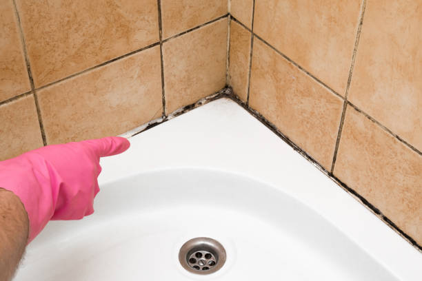 Best Bathroom Mold Remediation in Forreston, IL